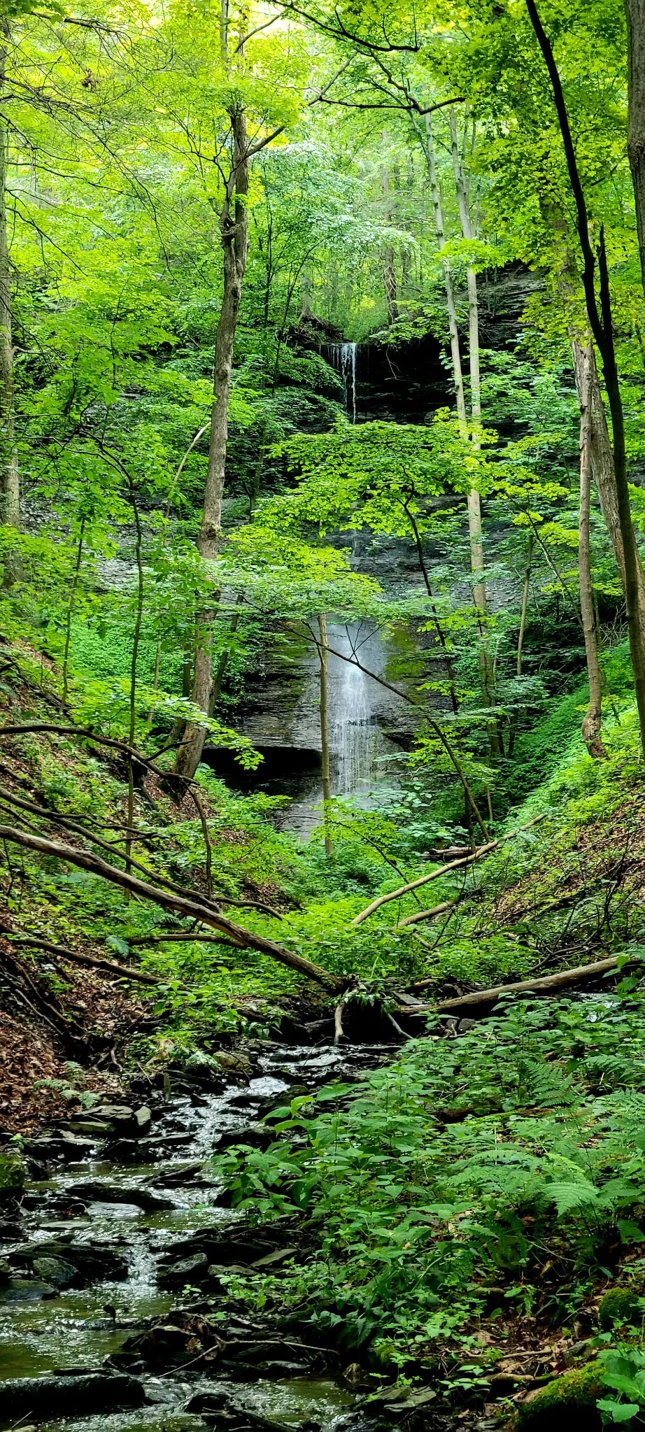 Gorge in a lush forest with a river running through it